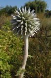 Echinops sphaerocephalus