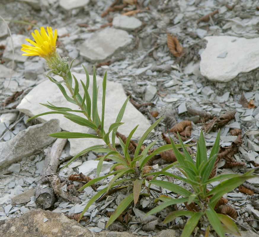 Изображение особи Inula ensifolia.