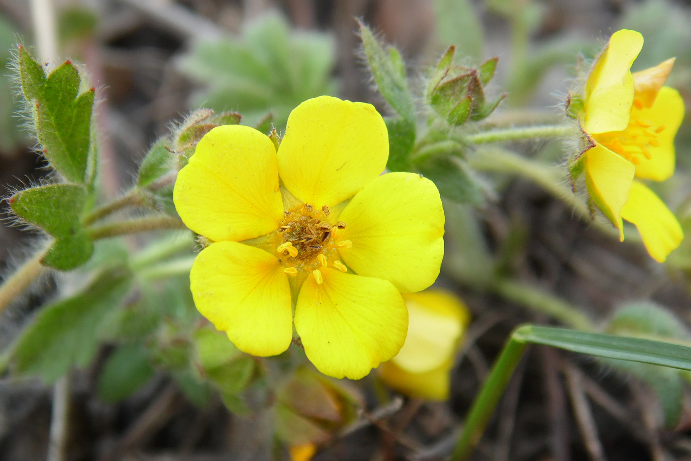 Изображение особи Potentilla humifusa.