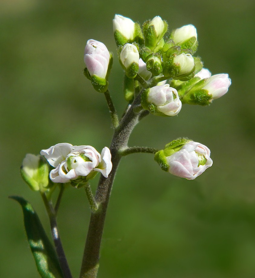 Изображение особи Arabis alpina.