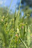 Lathyrus sylvestris