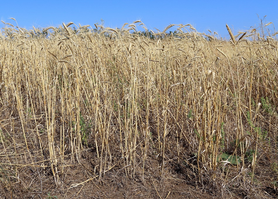Пшеница твёрдая (Triticum durum)