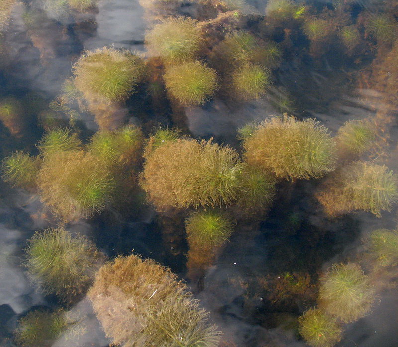 Изображение особи Myriophyllum verticillatum.