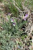 Vicia subvillosa