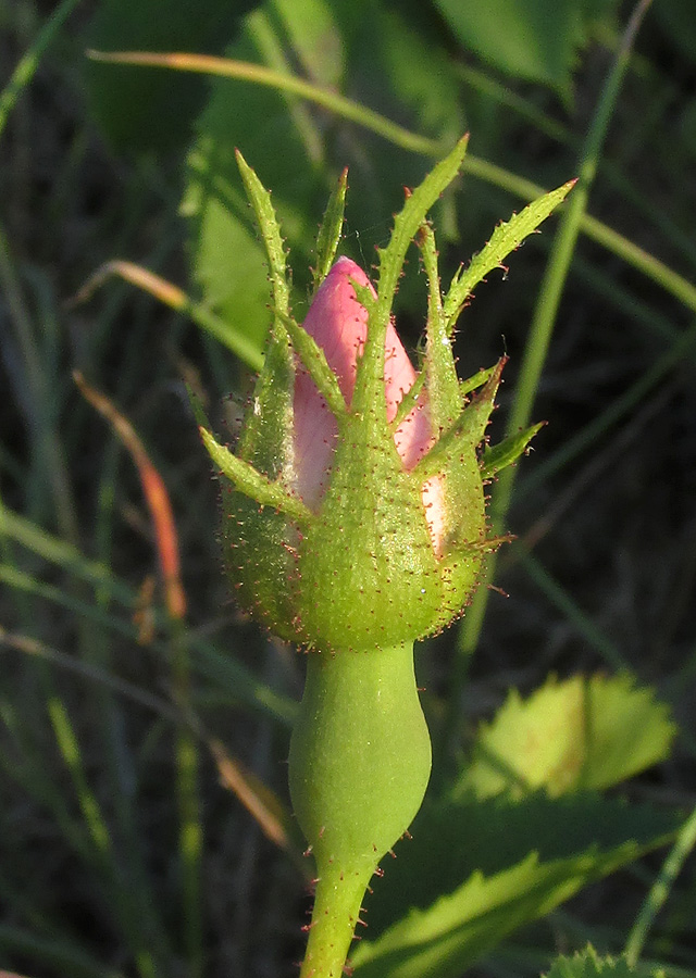 Изображение особи Rosa pygmaea.