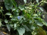 Omphalodes rupestris