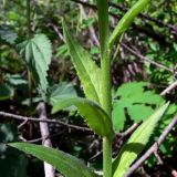 Hesperis matronalis