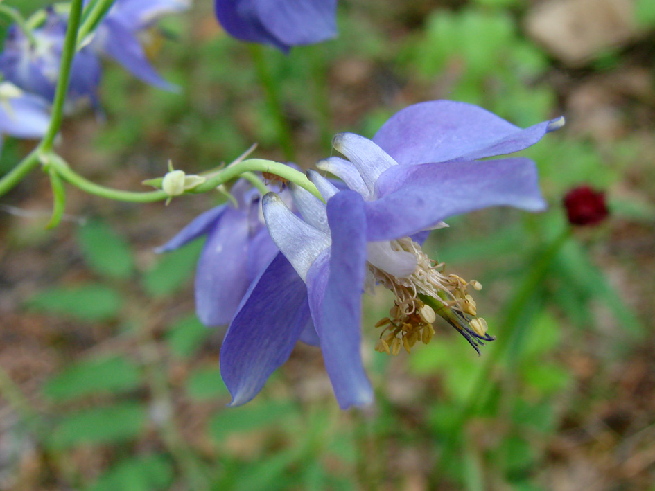 Изображение особи Aquilegia parviflora.