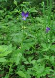 Viola tricolor