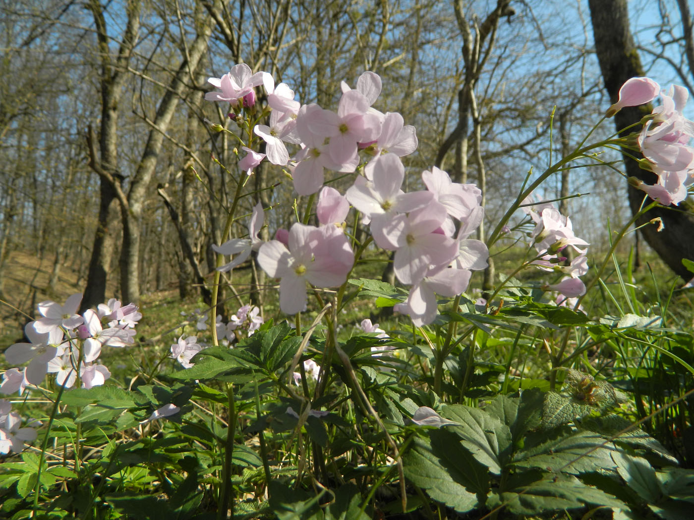 Изображение особи Cardamine quinquefolia.