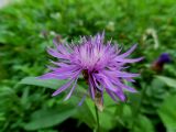 Centaurea jacea