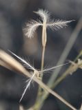 Stipagrostis pennata подвид minor