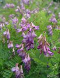 Vicia cassubica