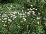 Allium ramosum. Цветущие растения. Амурская обл., Бурейский р-н, с. Виноградовка, огород. 23.07.2016.