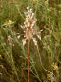 Allium paczoskianum. Отцветающее соцветие. Украина, г. Запорожье, балка возле трассы на Васильевку, южнее Опытной станции, степь. 10.07.2016.