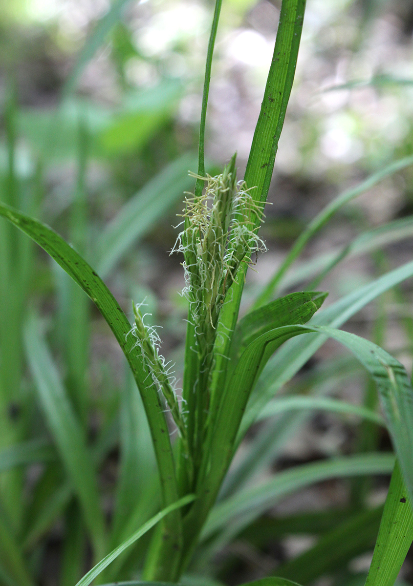 Изображение особи Carex sylvatica.