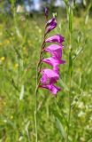 Gladiolus imbricatus. Соцветие. Смоленская обл., Демидовский р-н, НП \"Смоленское Поозерье\", окр. дер. Городище, луг. 09.07.2017.