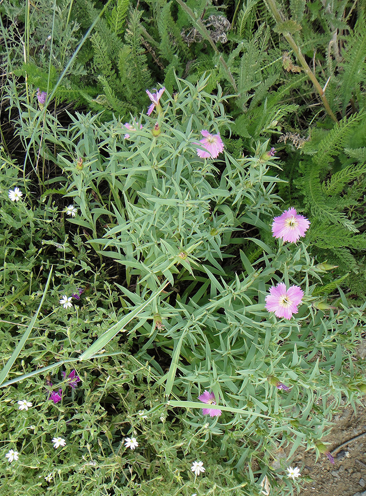 Изображение особи Dianthus repens.