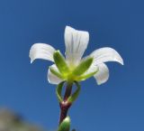 Minuartia imbricata