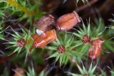 Polytrichum piliferum