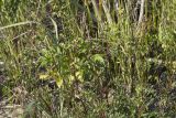 Artemisia arctica
