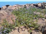 Heliotropium amplexicaule. Цветущие растения. Австралия, г. Редклифф (окрестности Брисбена), пляж. 24.12.2017.