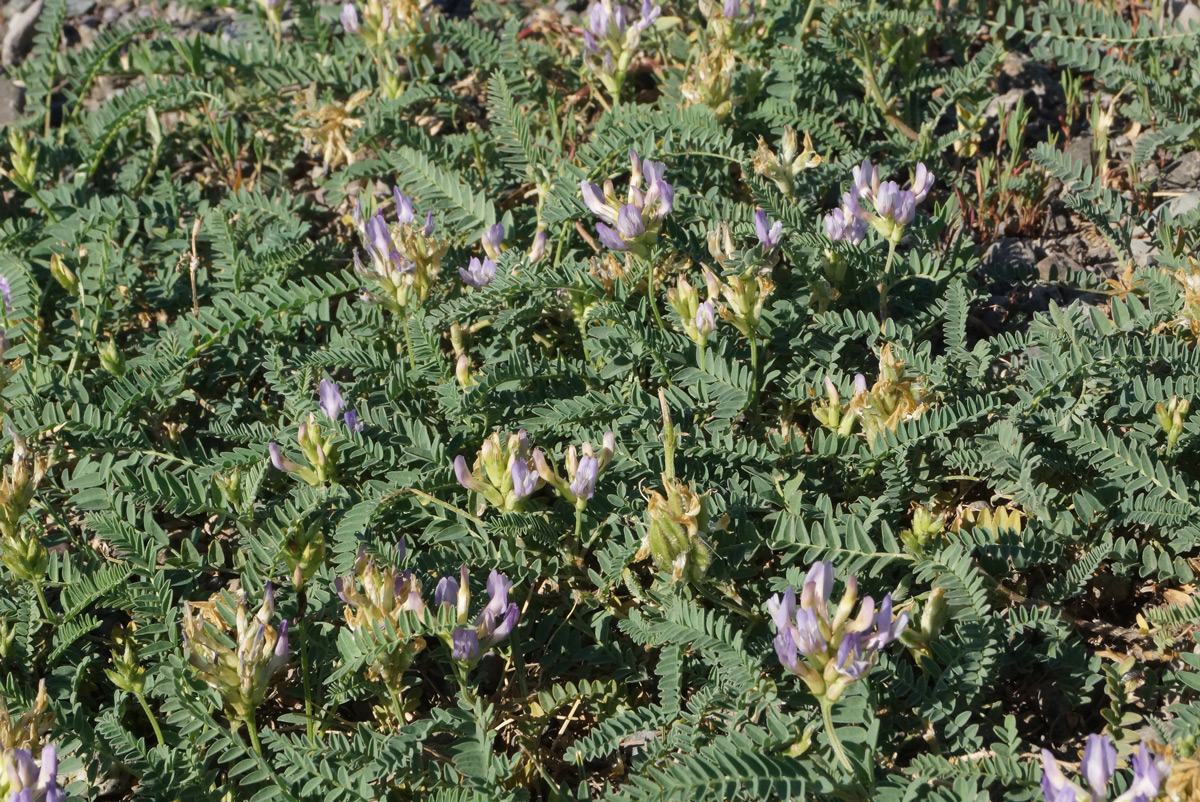 Изображение особи Astragalus tibetanus.