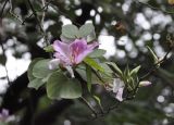 Bauhinia variegata. Верхушка цветущей веточки. Китай, провинция Гуандун, г. Гуанчжоу, парк Юэсю. 06.03.2015.