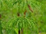 Equisetum sylvaticum