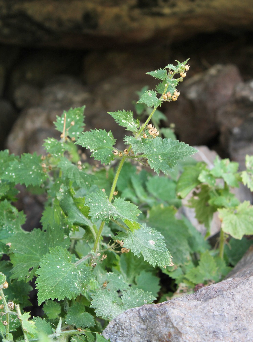 Изображение особи Scrophularia divaricata.