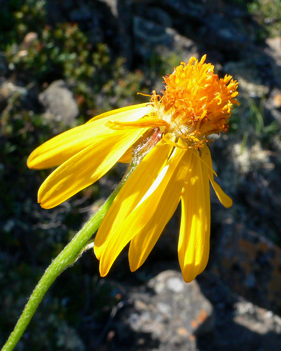 Изображение особи Tephroseris pseudoaurantiaca.