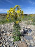 Senecio ambraceus