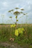 Heracleum sosnowskyi. Отцветающее и плодоносящее растение. Ленинградская обл., Ломоносовский р-н, окр. дер. Глядино, разнотравно-злаковый суходольный луг, у обочины полевой дороги. 22.07.2018.