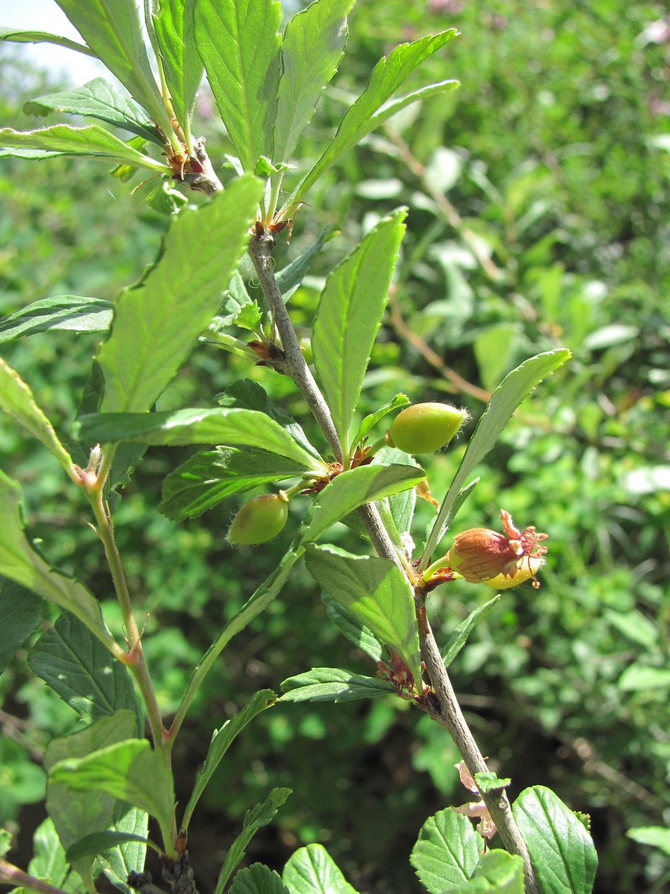 Изображение особи Cerasus incana.