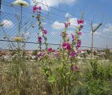 Alcea dissecta