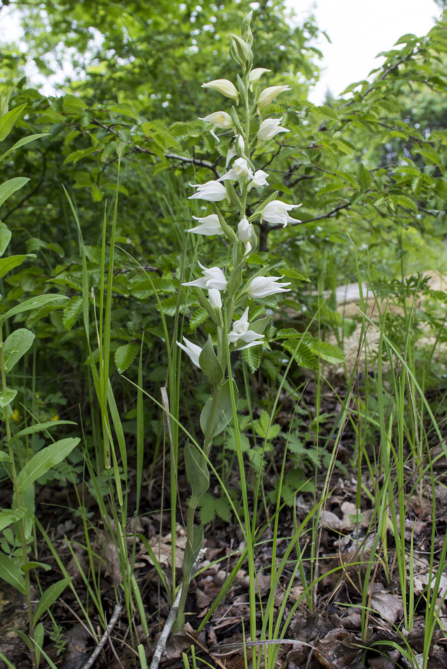 Изображение особи Cephalanthera epipactoides.