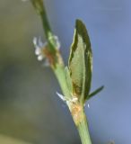 род Polygonum