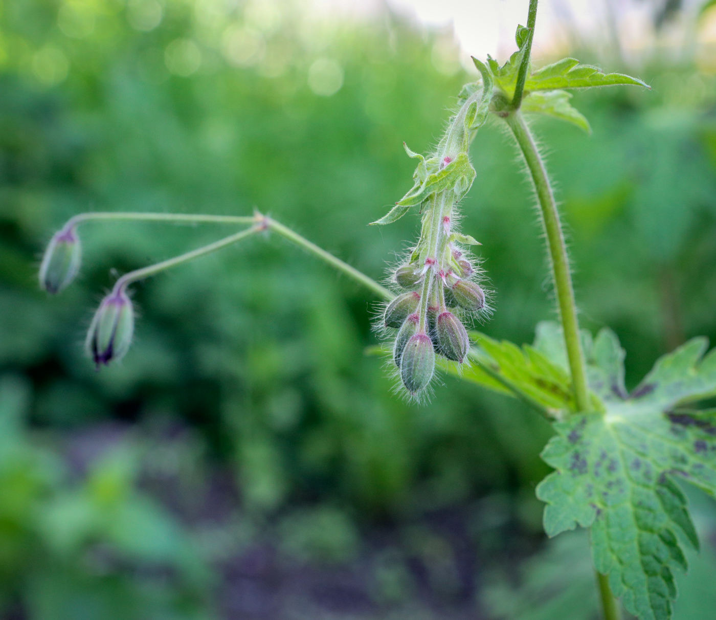 Изображение особи Geranium phaeum.