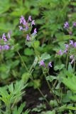 Lamium amplexicaule. Часть цветущего растения. Приморский край, Шкотовский р-н, с. Анисимовка, придорожная лужайка. 18.06.2020.