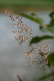 Agrostis tenuis