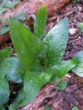 Cynoglossum officinale