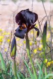 Iris atropurpurea
