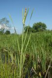 Typha latifolia