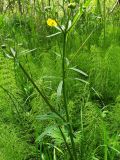 Ranunculus acris