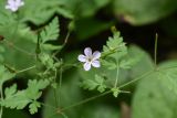 Geranium robertianum