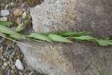 Lythrum salicaria