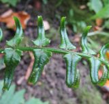 Dryopteris cycadina. Фрагмент молодой фертильной вайи (верхняя сторона). Московская обл., Щёлковский р-н, в культуре. 12.09.2023.