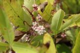 Cuscuta epithymum. Побеги с соцветиями среди листьев Trifolium medium (хозяин). Беларусь, Витебская обл., окр. пос. Езерище, выкашиваемый суходольный луг. 03.08.2023.