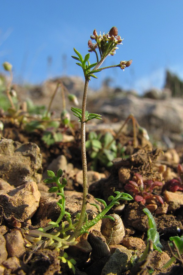 Изображение особи Hornungia petraea.