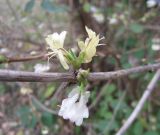 Lonicera fragrantissima